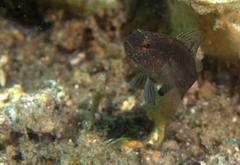 Asterropteryx ensifera