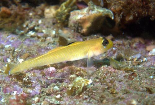Blackeye Goby