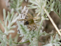 Cheiracanthium virescens