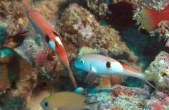 Parupeneus pleurostigma