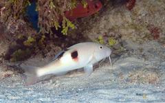 Parupeneus pleurostigma