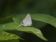 Hypolycaena sipylus