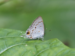 Hypolycaena sipylus