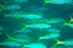 Mulloidichthys dentatus