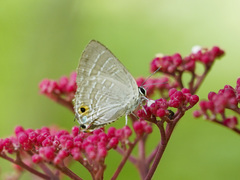 Deudorix epijarbas