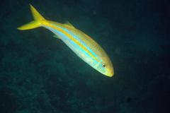 Mulloidichthys dentatus