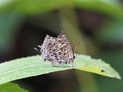 Arhopala irregularis