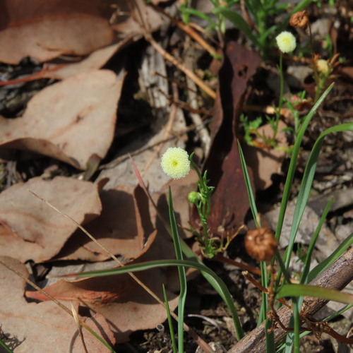 Ferny Buttons (Cotula bipinnata)