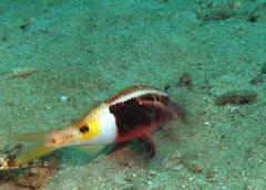 Parupeneus barberinoides