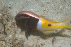 Parupeneus barberinoides