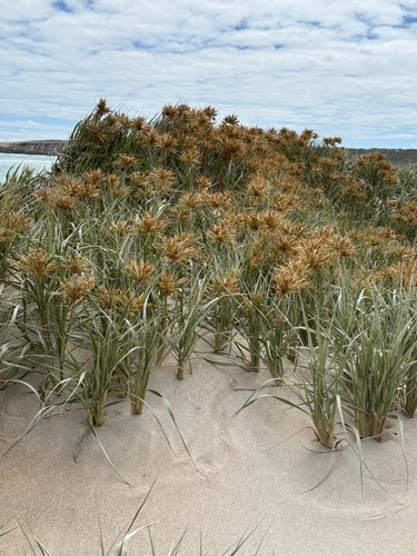 Coastal Spinifex
