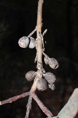 Eucalyptus × tetragona, photograph 4