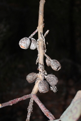 Eucalyptus × tetragona, photograph Malcolm Simard, CC BY, iNaturalist via GBIF