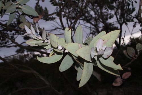 Eucalyptus × tetragona, photograph 3