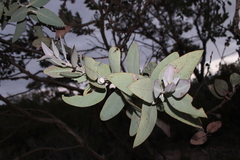 Eucalyptus × tetragona, photograph Malcolm Simard, CC BY, iNaturalist via GBIF