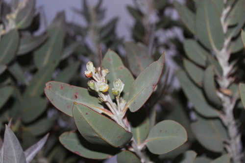 Eucalyptus × tetragona, photograph 5