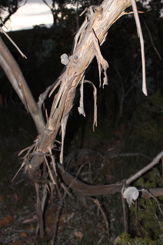 Eucalyptus × tetragona, photograph 6