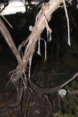 Eucalyptus × tetragona, photograph Malcolm Simard, CC BY, iNaturalist via GBIF