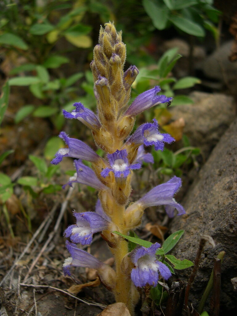 Jopo de La Graciosa