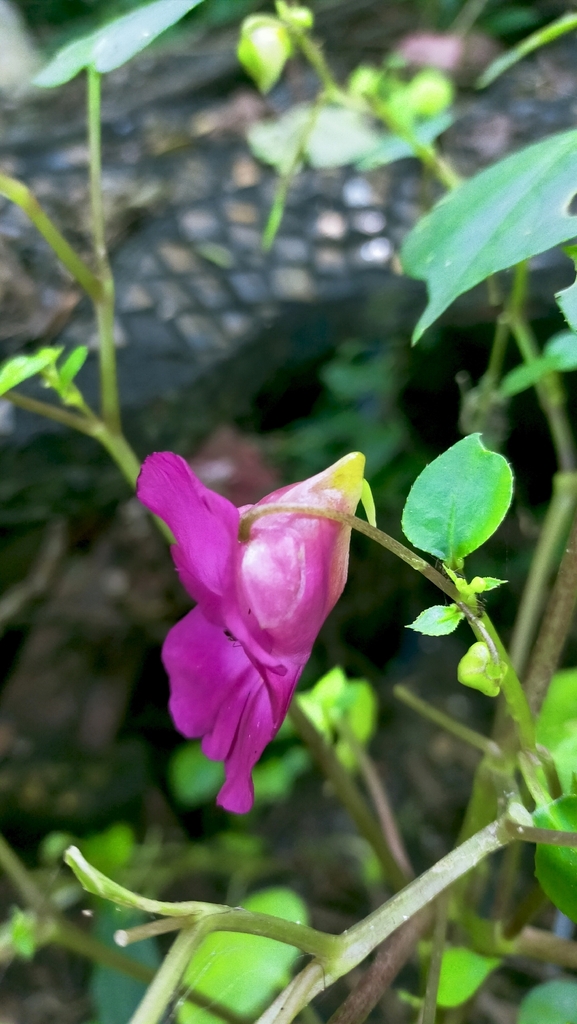 Impatiens putii