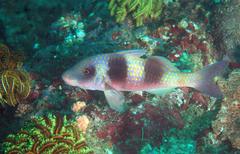 Parupeneus crassilabris