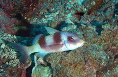 Parupeneus crassilabris