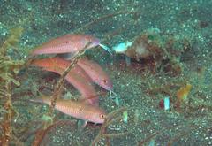 Parupeneus heptacantha