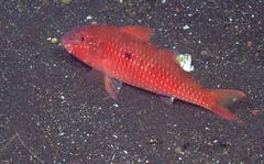 Parupeneus heptacantha