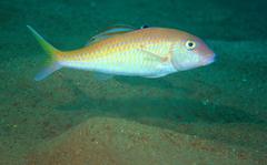 Parupeneus heptacantha