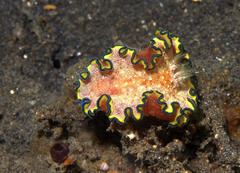 Glossodoris