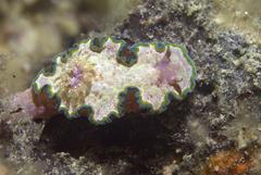 Glossodoris