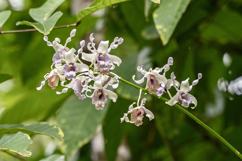 Dendrobium nindii
