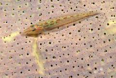 Pleurosicya elongata