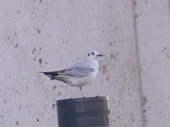 Chroicocephalus ridibundus