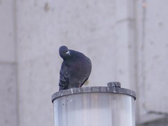 Columba livia domestica