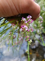 Carmichaelia odorata