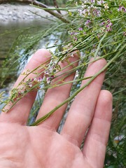 Carmichaelia odorata