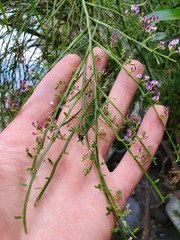 Carmichaelia odorata