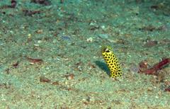 Heteroconger taylori
