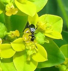 Anthelephila caerulea