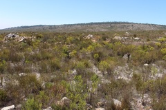 Aspalathus arida arida