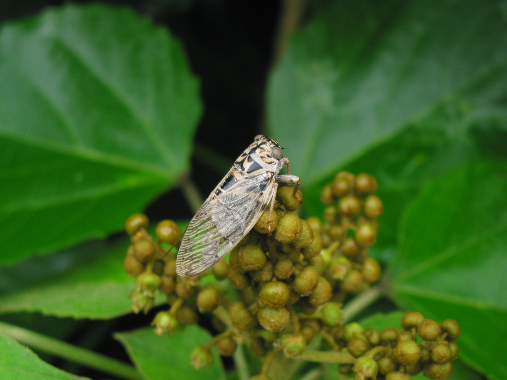 Planopleura miyakona