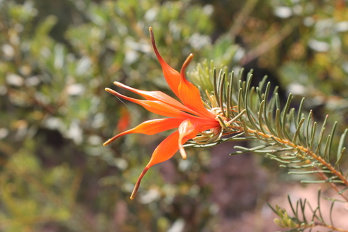 Heath-leaved Honeysuckle (Lambertia ericifolia)