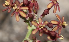 Codonorhiza micrantha