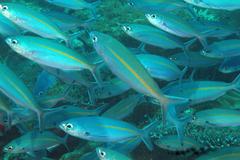 Pterocaesio tessellata