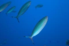 Pterocaesio digramma