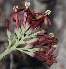 Codonorhiza micrantha
