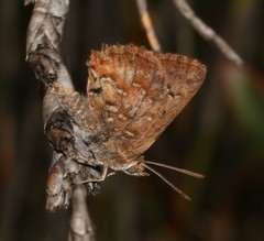 Aloeides pierus