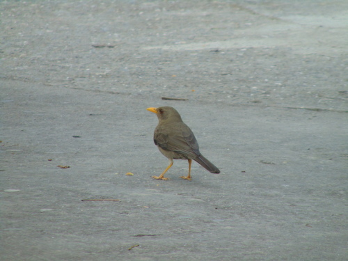 Turdus chiguanco image