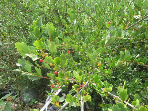 Siberian Currant (Ribes diacantha)